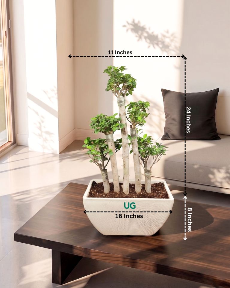 5 Stems Ficus Bonsai Imported in (Fiber Pot)