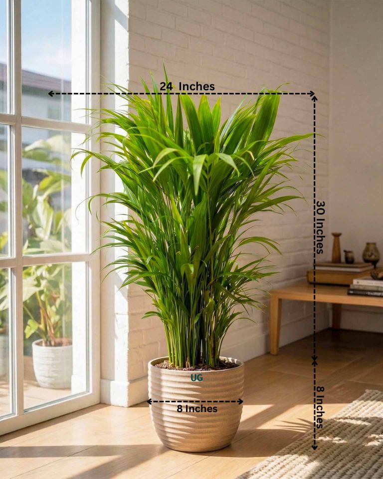 Areca Palm Plant