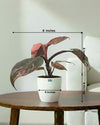Philodendron Pink Princess Plant