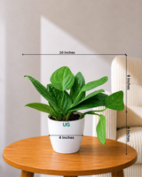 Monstera Peru Plant