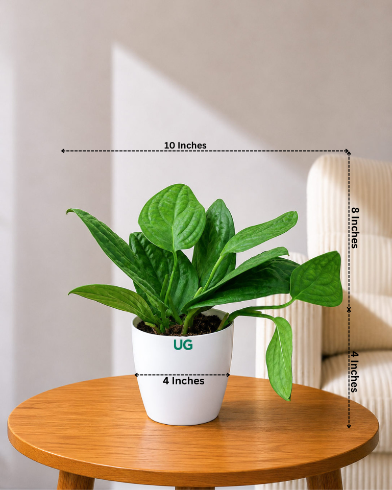 Monstera Peru Plant