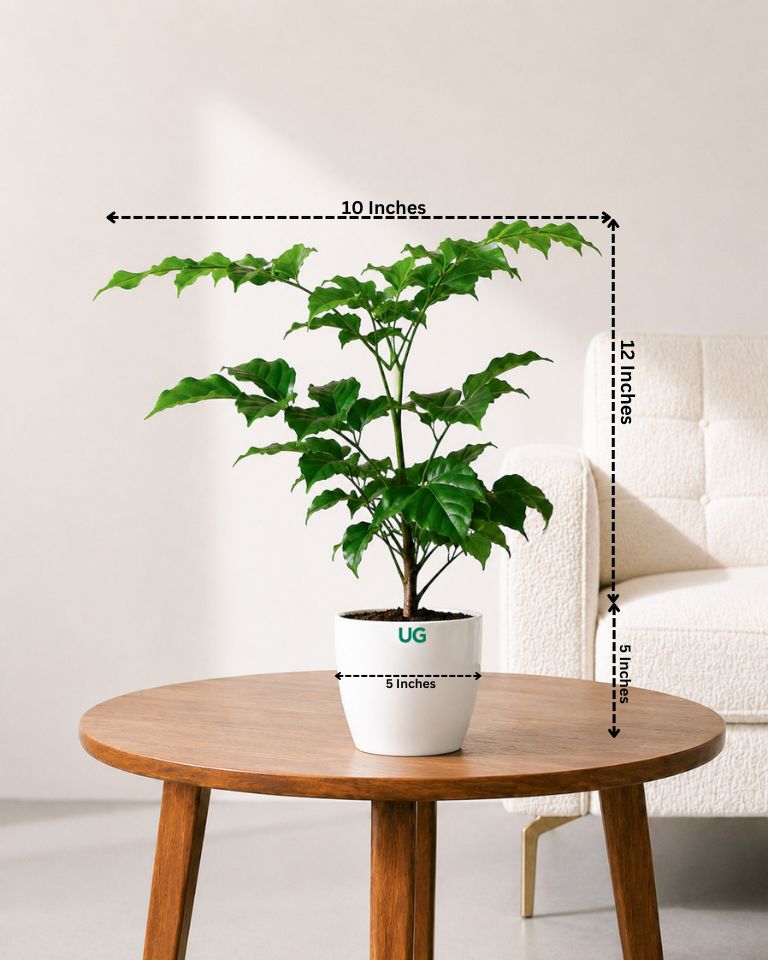 Radermachera Plant