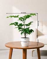 Radermachera Plant
