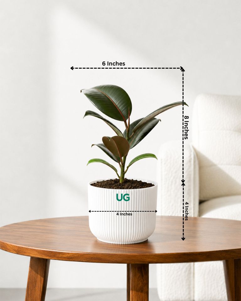 Rubber Plant