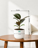 Rubber Plant