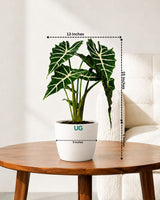 Elephant Ear Alocasia Plant