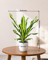 Dracaena Fragrans Plant (Large)