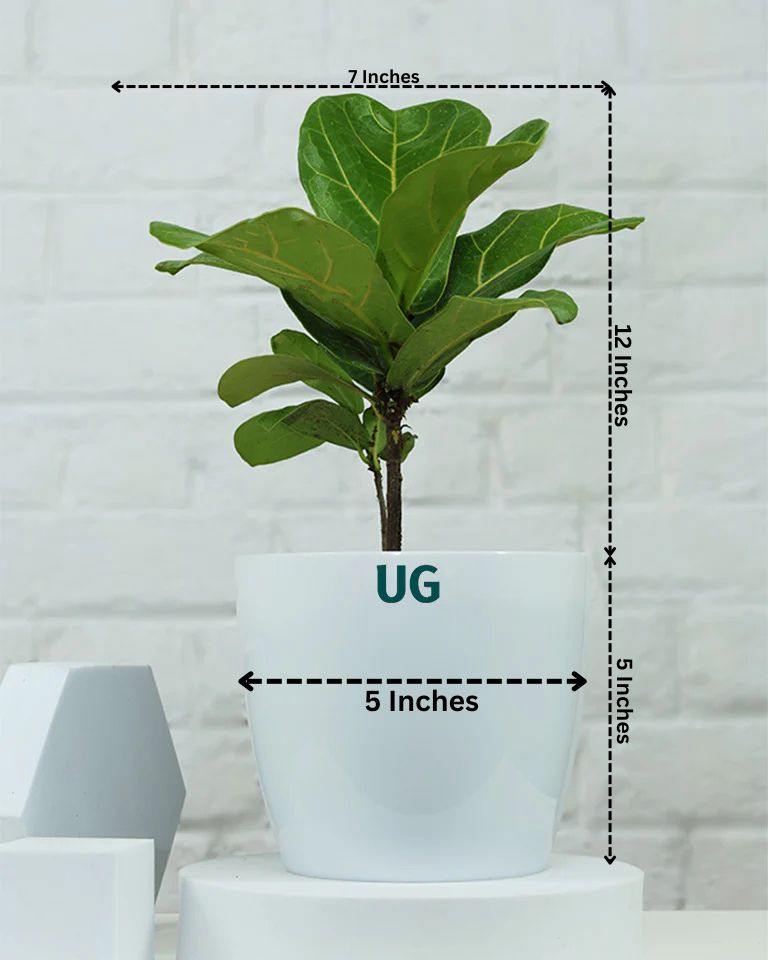 Fiddle Leaf Fig Plant (Ficus Lyrata)