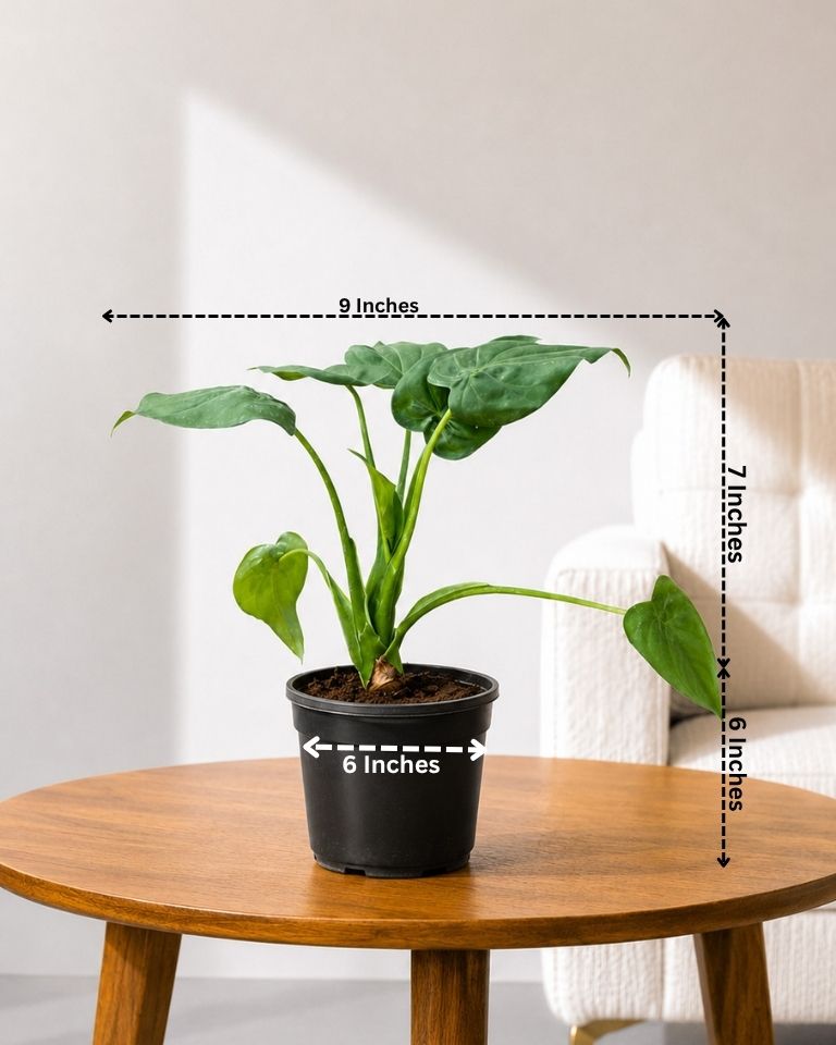 Alocasia Cucullata Plant