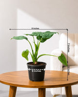 Alocasia Cucullata Plant