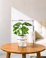 Philodendron Broken Heart In Self Watering Pot