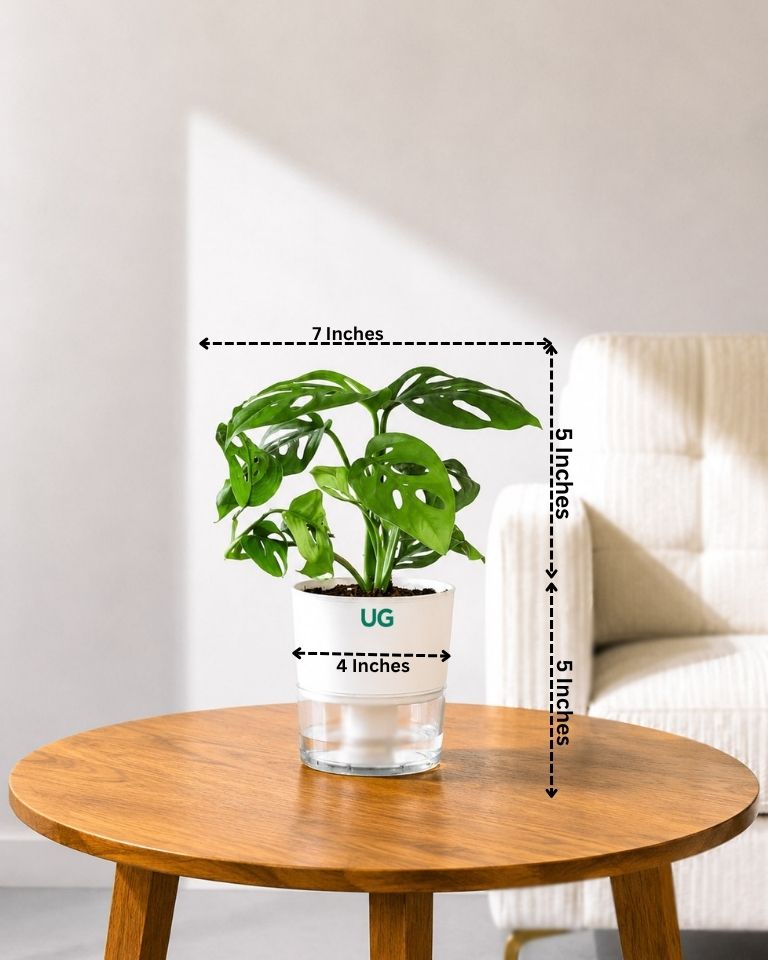 Philodendron Broken Heart In Self Watering Pot