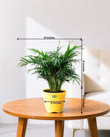 Chamaedorea Elegans Palm Plant