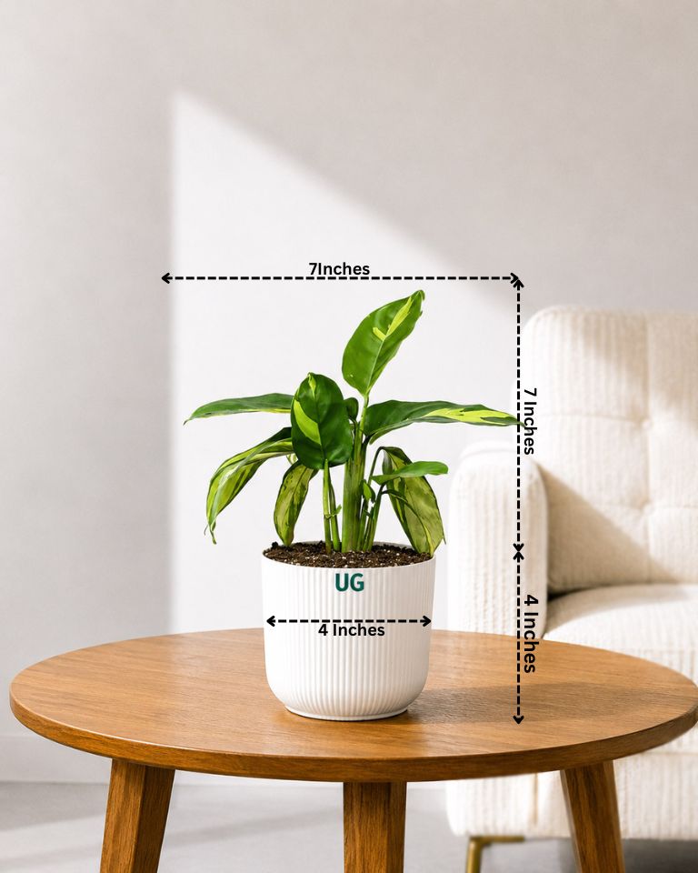 Calathea Pilosa