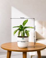 Calathea Pilosa
