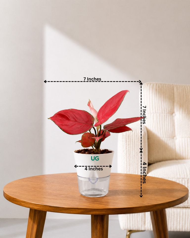 Aglaonema Red Valentine in Self Watering Planter