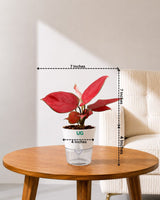 Aglaonema Red Valentine in Self Watering Planter