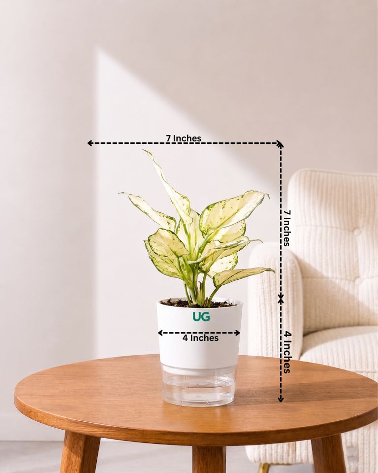 Aglaonema Super White In Self Watering Pot
