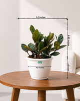 Raven Black ZZ Plant