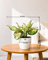 Aglaonema White Anjuman