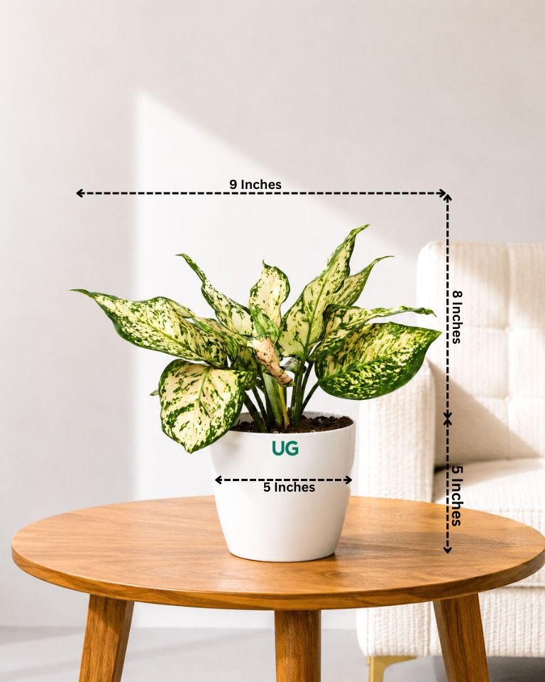 Aglaonema White Anjuman