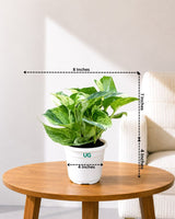 Money Plant Marble Queen