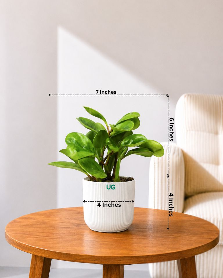 Peperomia Green Plant