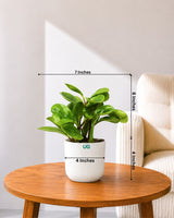 Peperomia Green Plant