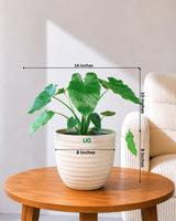 Alocasia Wentii Plant (Alocasia wentii)