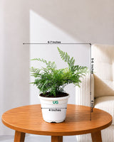 Rabbit's Foot Fern