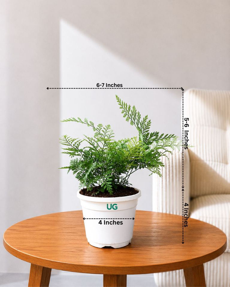 Rabbit's Foot Fern