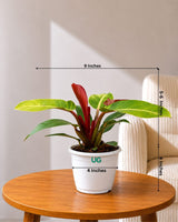 Philodendron Prince Of Orange
