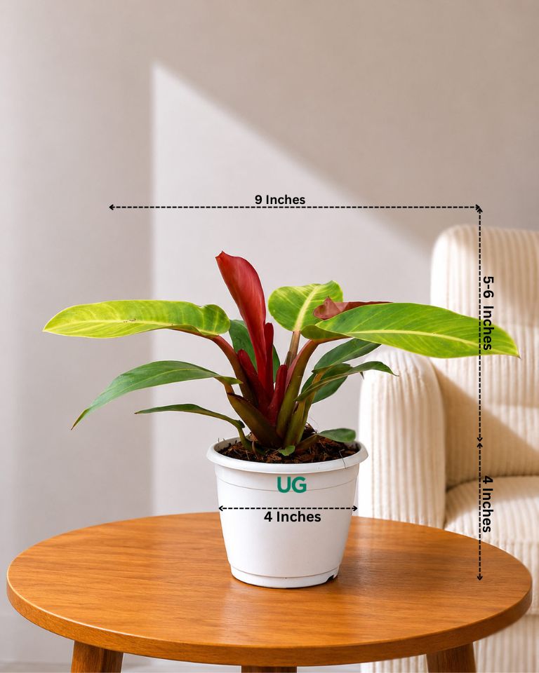 Philodendron Prince Of Orange