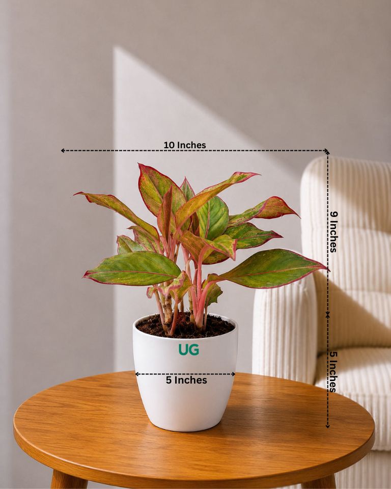 Aglaonema Lipstick Plant