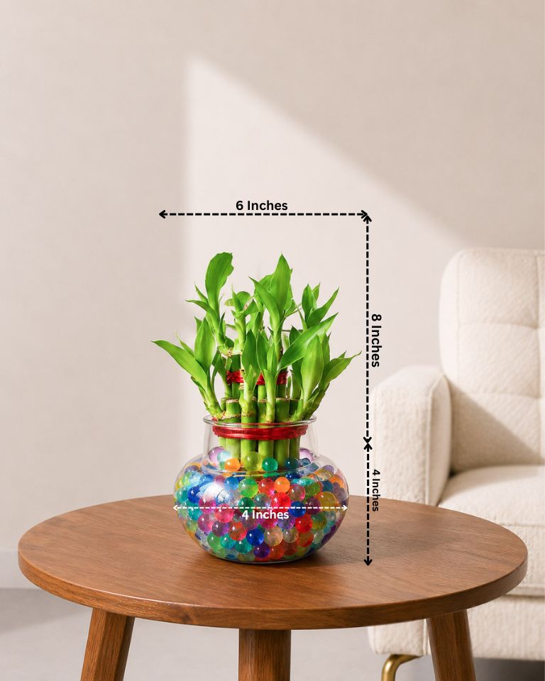Lucky Bamboo in Round Glass Pot with Hydrogel Beads