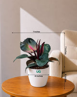 Philodendron Red Heart