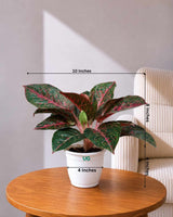 Aglaonema Stardust