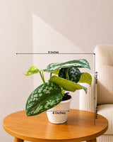 Satin Pothos Argyraeus