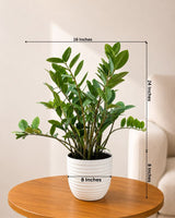 Zz Plant Large