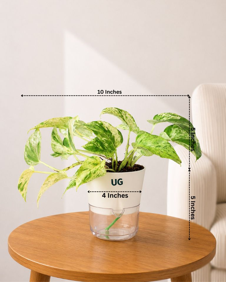 Money Plant Marble Queen in Self Watering Pot
