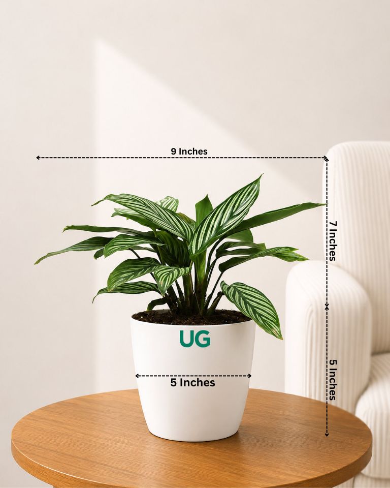 Calathea Vittata Plant