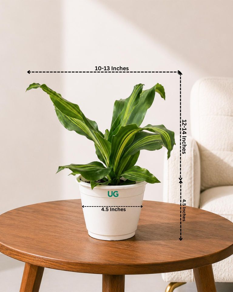 Dracaena Fragrans Plant