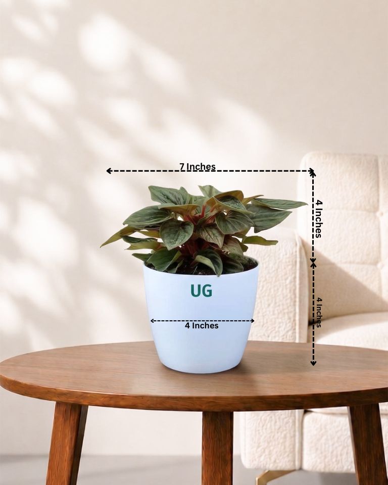 Peperomia caperata 'Rosso' | Rosso Tanaman Radiator Plant