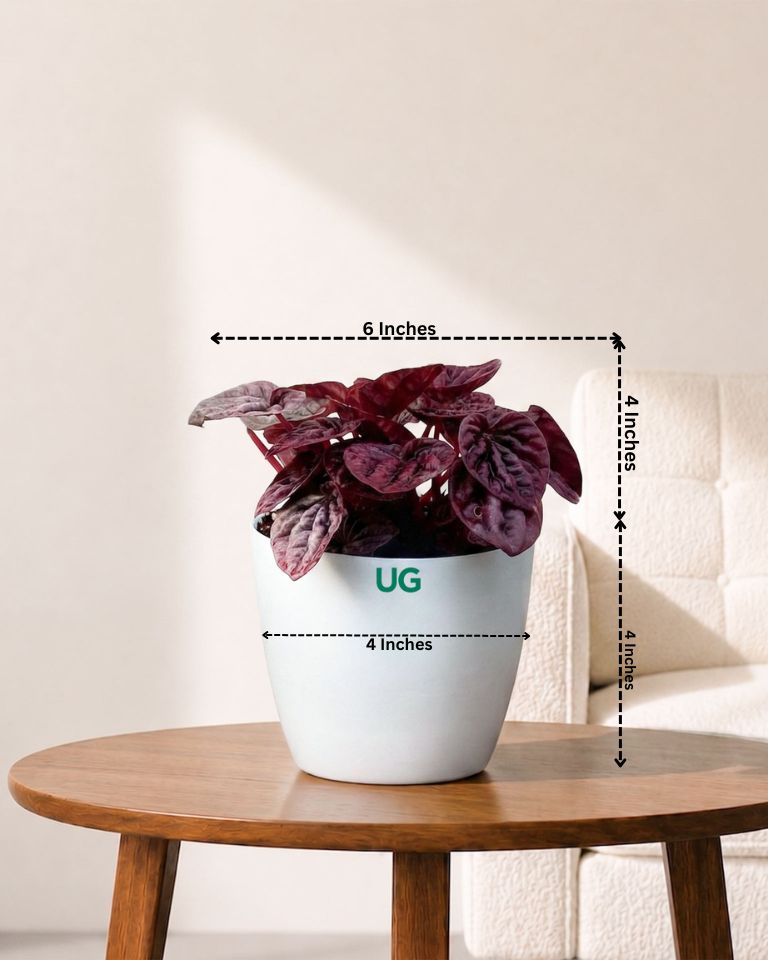 Red Luna Radiator Plant | Peperomia caperata 'Red Luna'