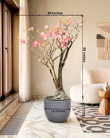 Large Adenium Plant