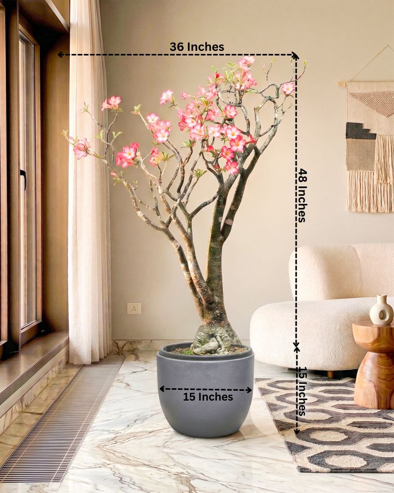 Large Adenium Plant