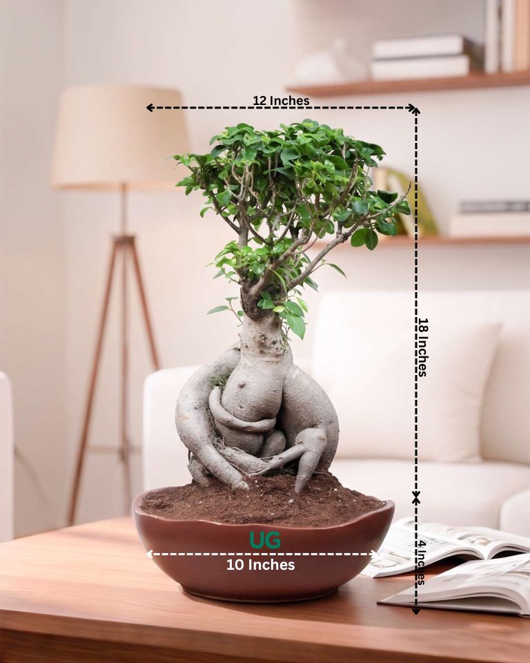 Ficus Bonsai in ceramic tray (Large)