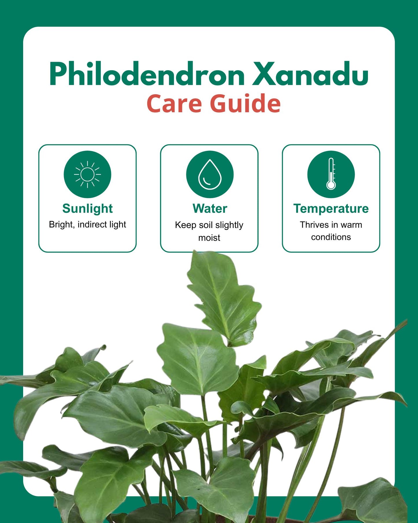 Philodendron Xanadu Plant
