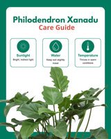 Philodendron Xanadu Plant