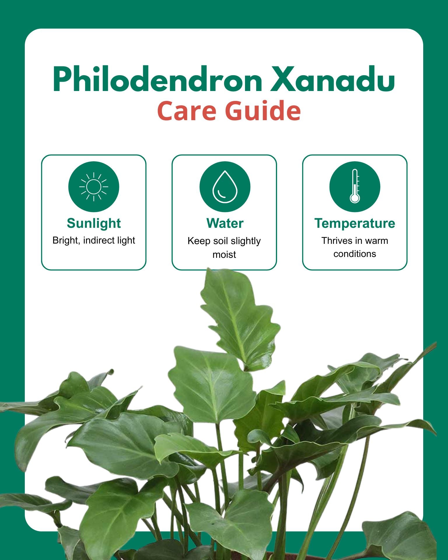 Philodendron Xanadu Plant
